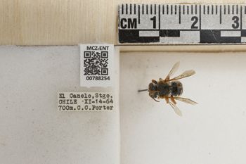 Media type: image;   Entomology 788254 Aspect: Labels